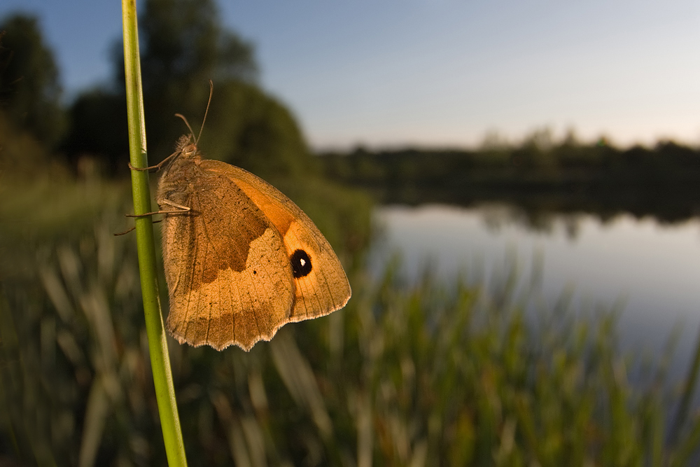 Meadow Brown wideangle